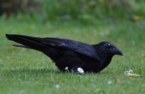 Giải mã chi tiết các trường hợp mơ thấy quạ đen