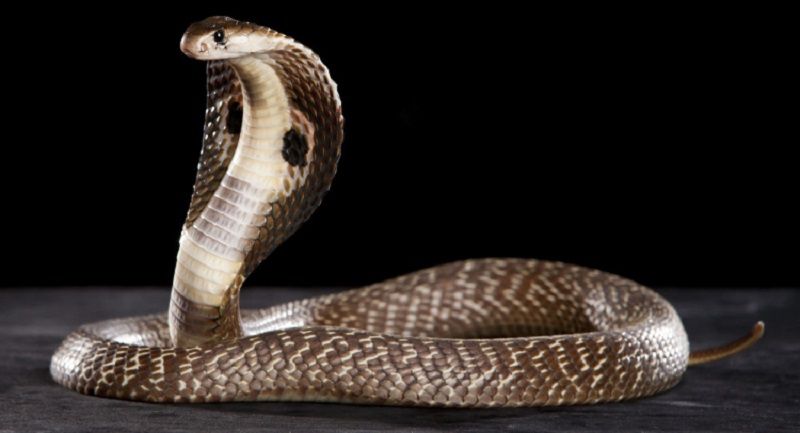 Góc nhìn khoa học: Tại sao bạn lại mơ thấy rắn hổ mang?